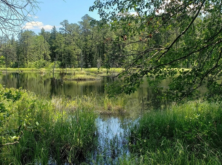 Brendan T. Byrne State Forest